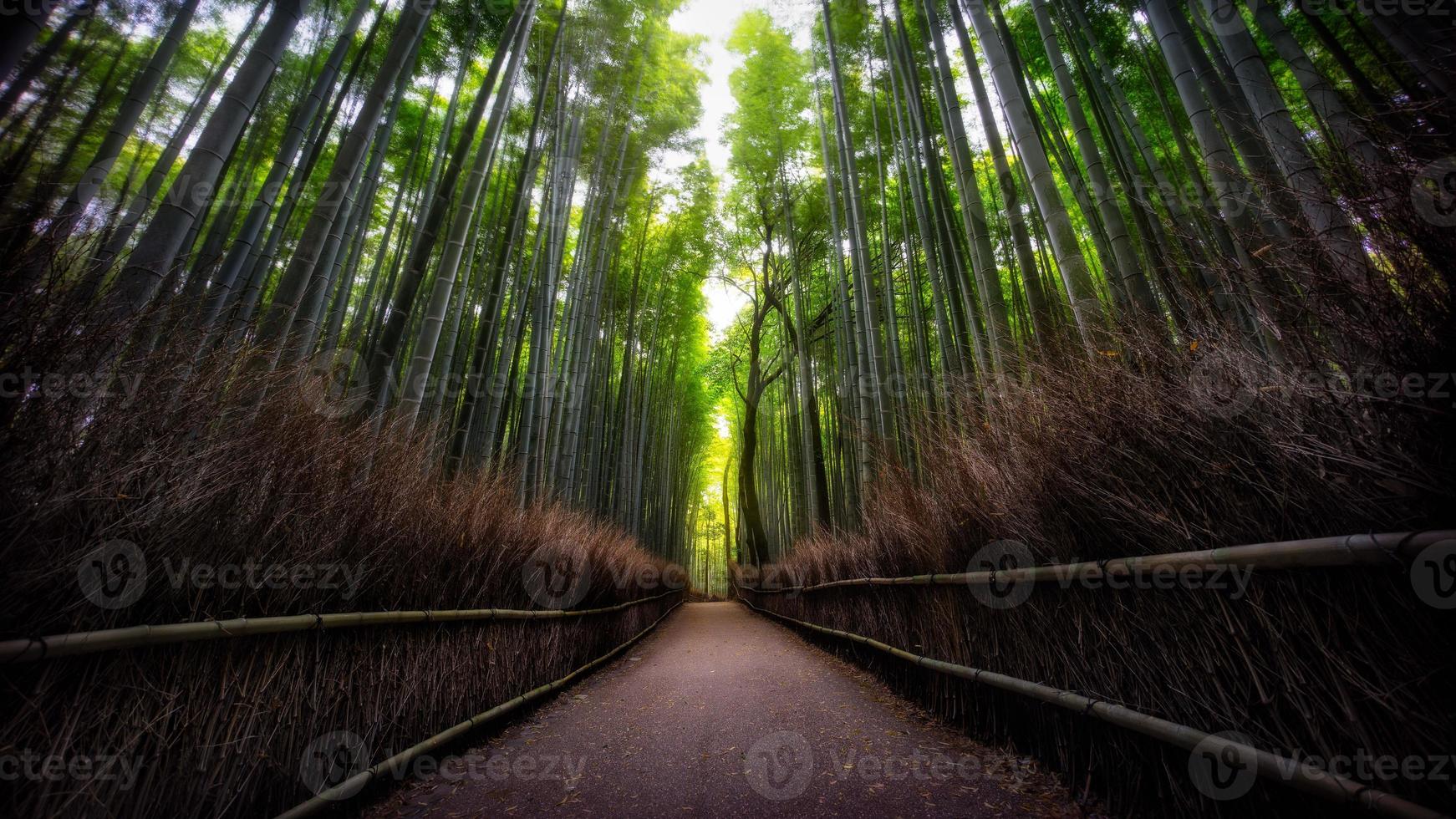 foret de bambou photo