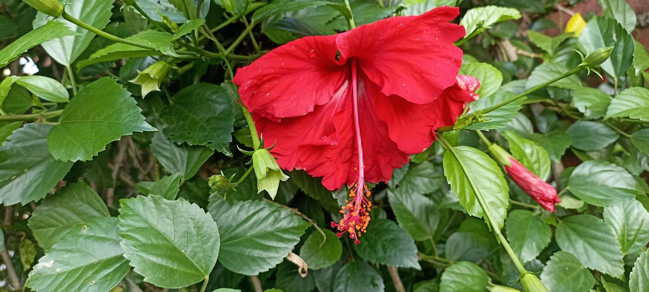 fleur rouge avec fond vert feuille photo