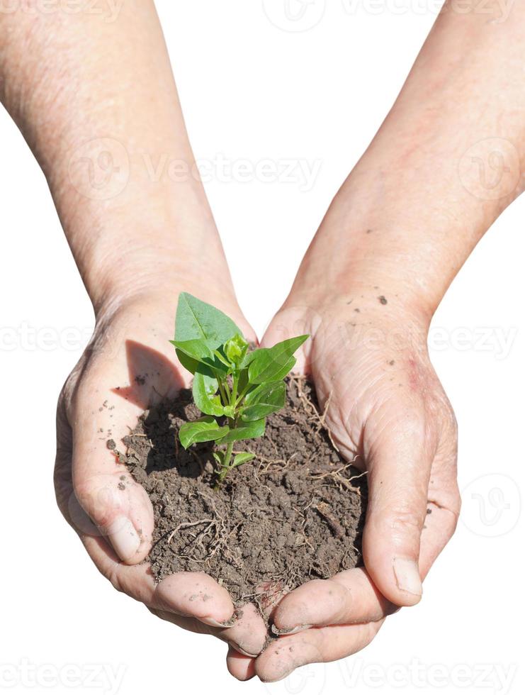 mains paysannes avec de la terre et des pousses vertes photo