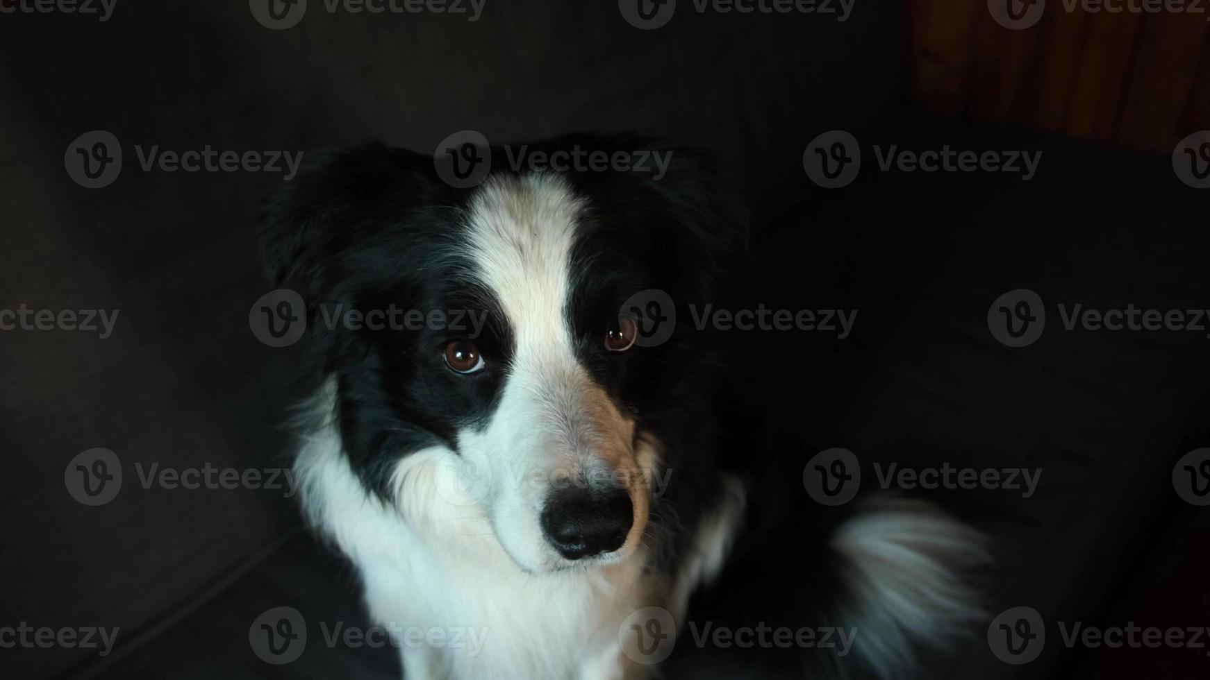 portrait drôle de chiot border collie assis sur un canapé à l'intérieur. mignon chien de compagnie reposant sur un canapé à la maison. concept de vie animale de compagnie. photo