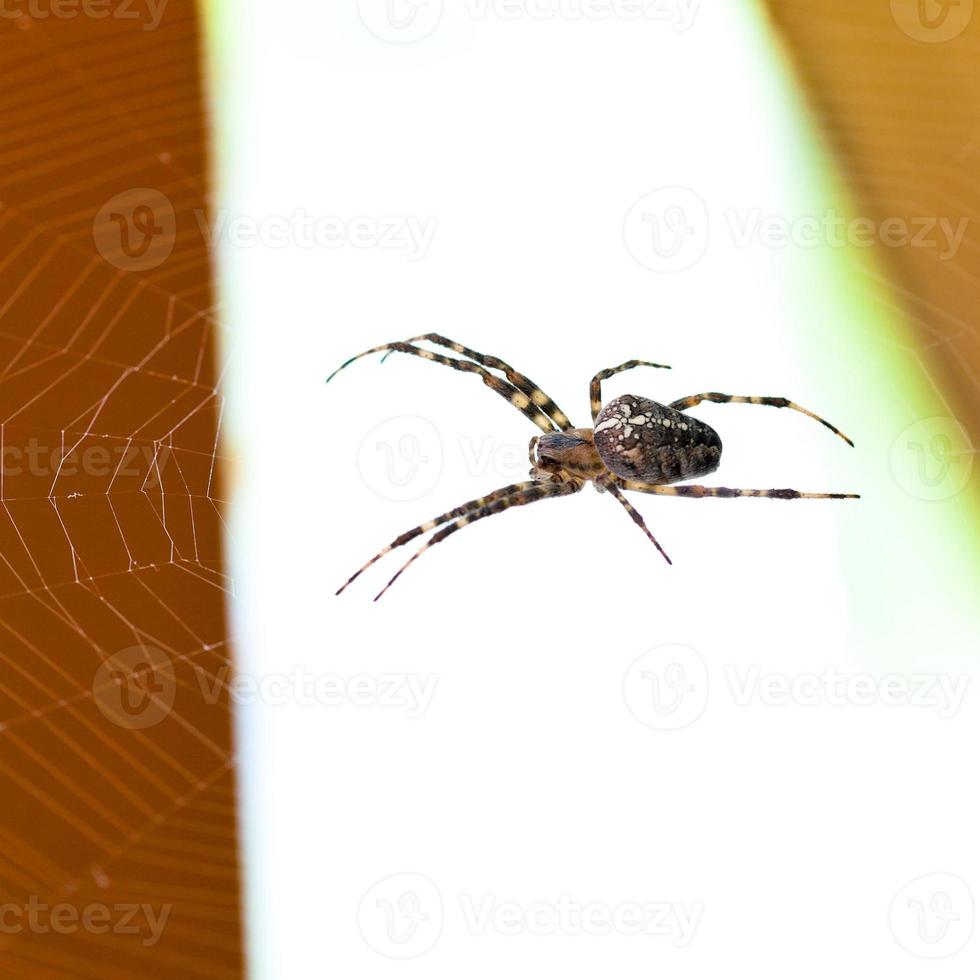 araignée à la toile d'araignée photo