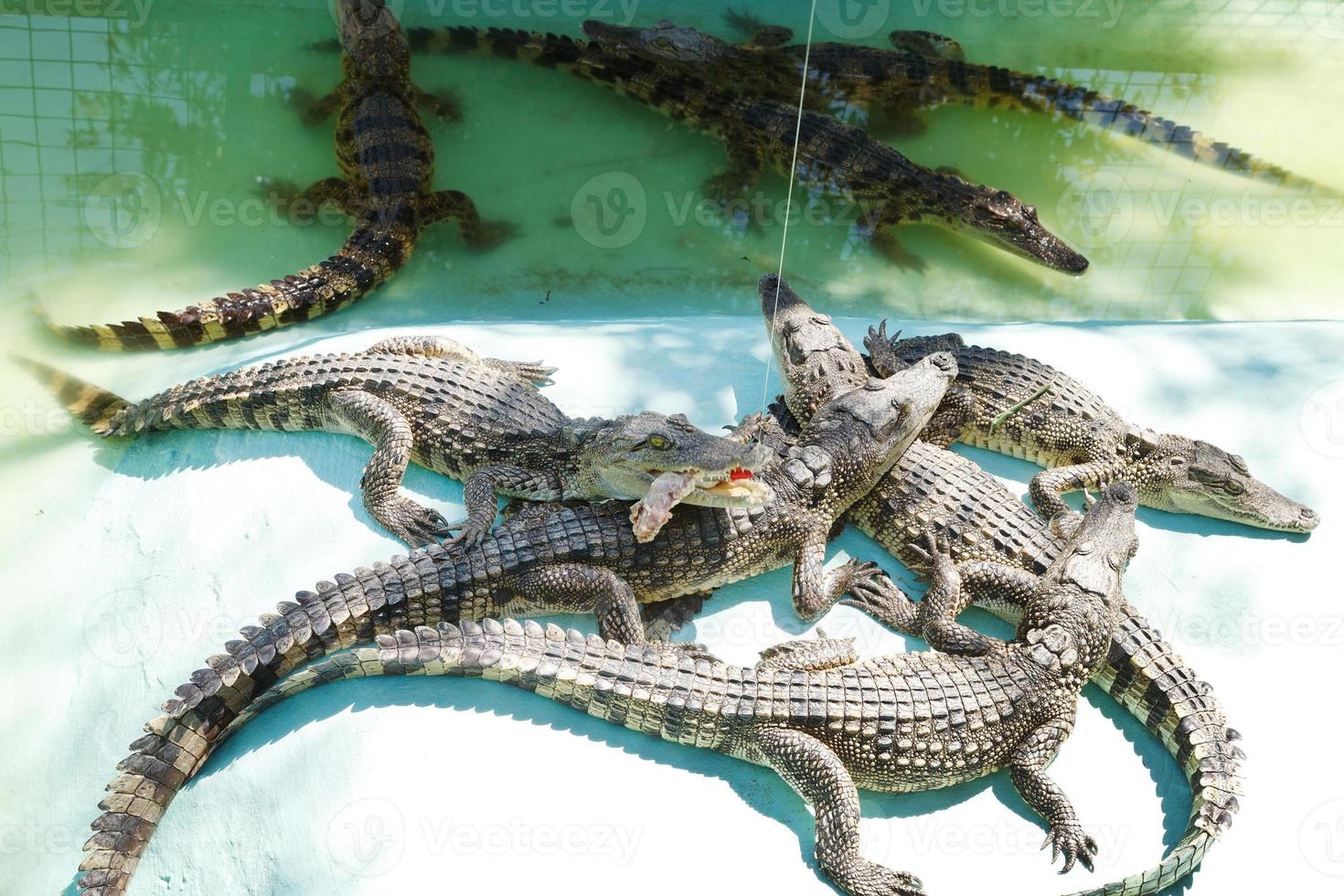 nourrir le crocodile à la ferme aux crocodiles photo