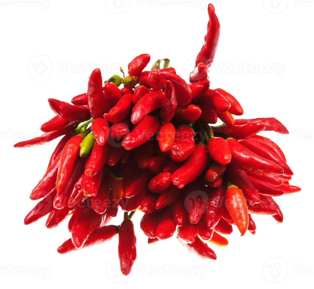 bouquet de petit piment rouge de cayenne frais isolé photo