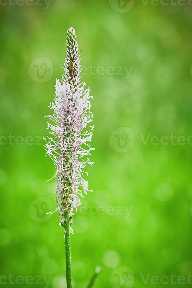 plante en forêt photo