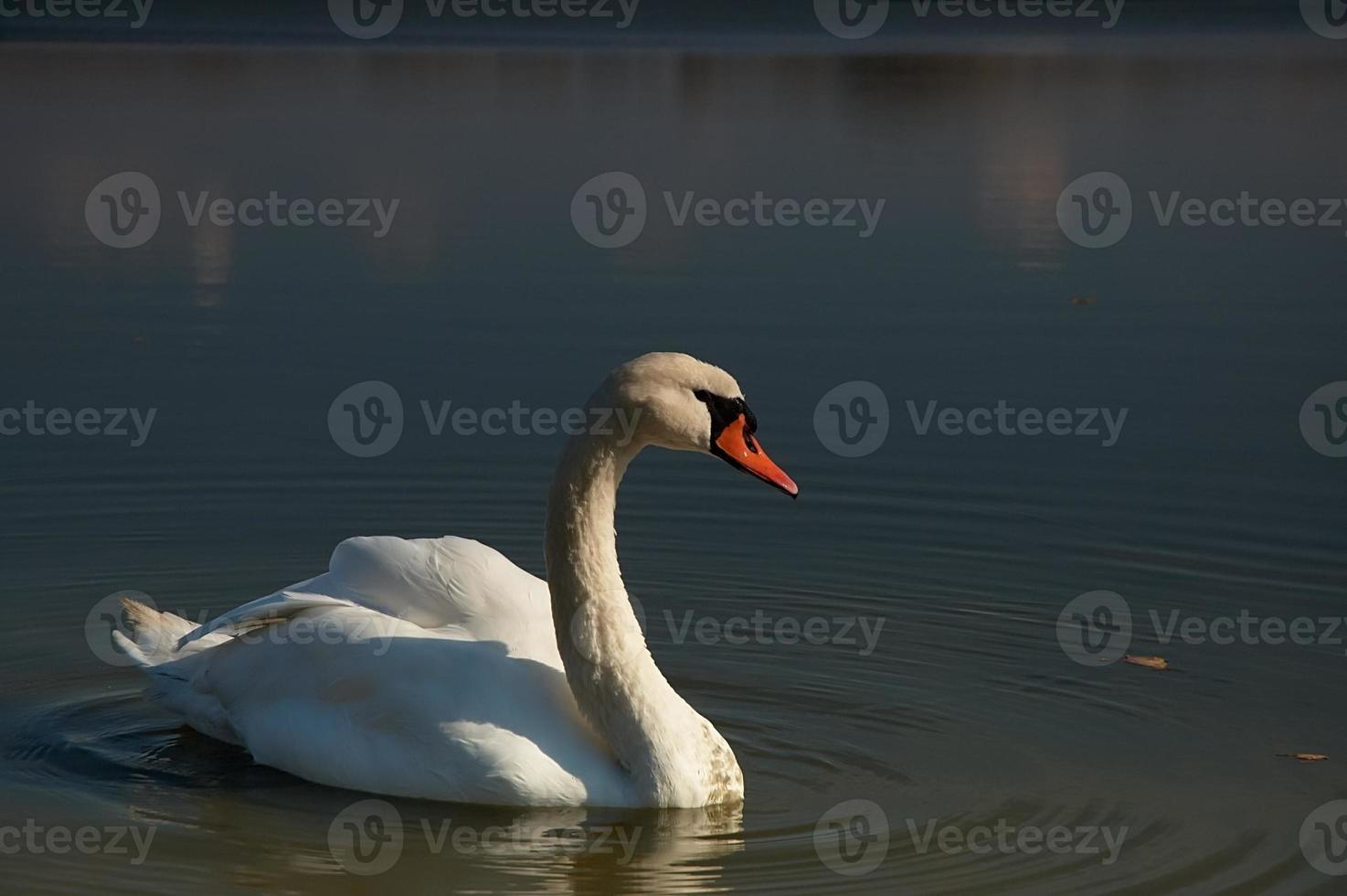 cygne sur le lac photo