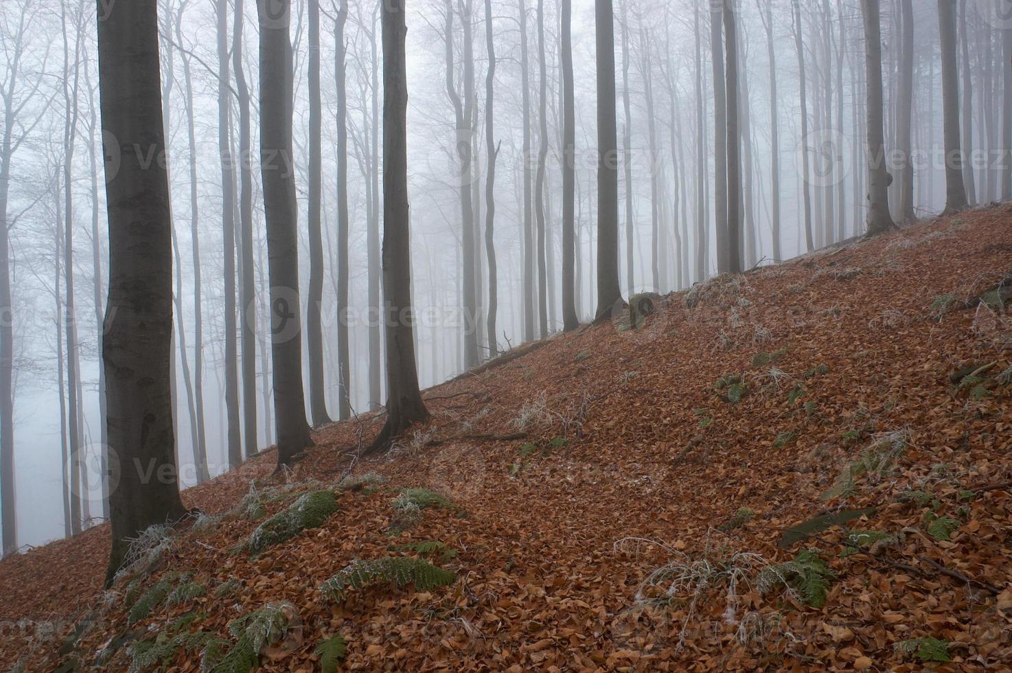 en hêtre givré photo