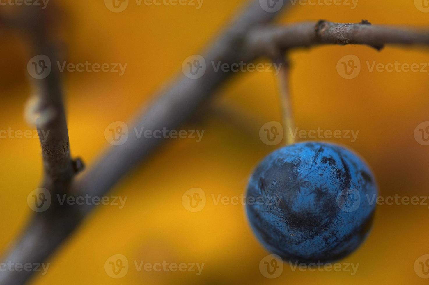 prunellier et branche photo