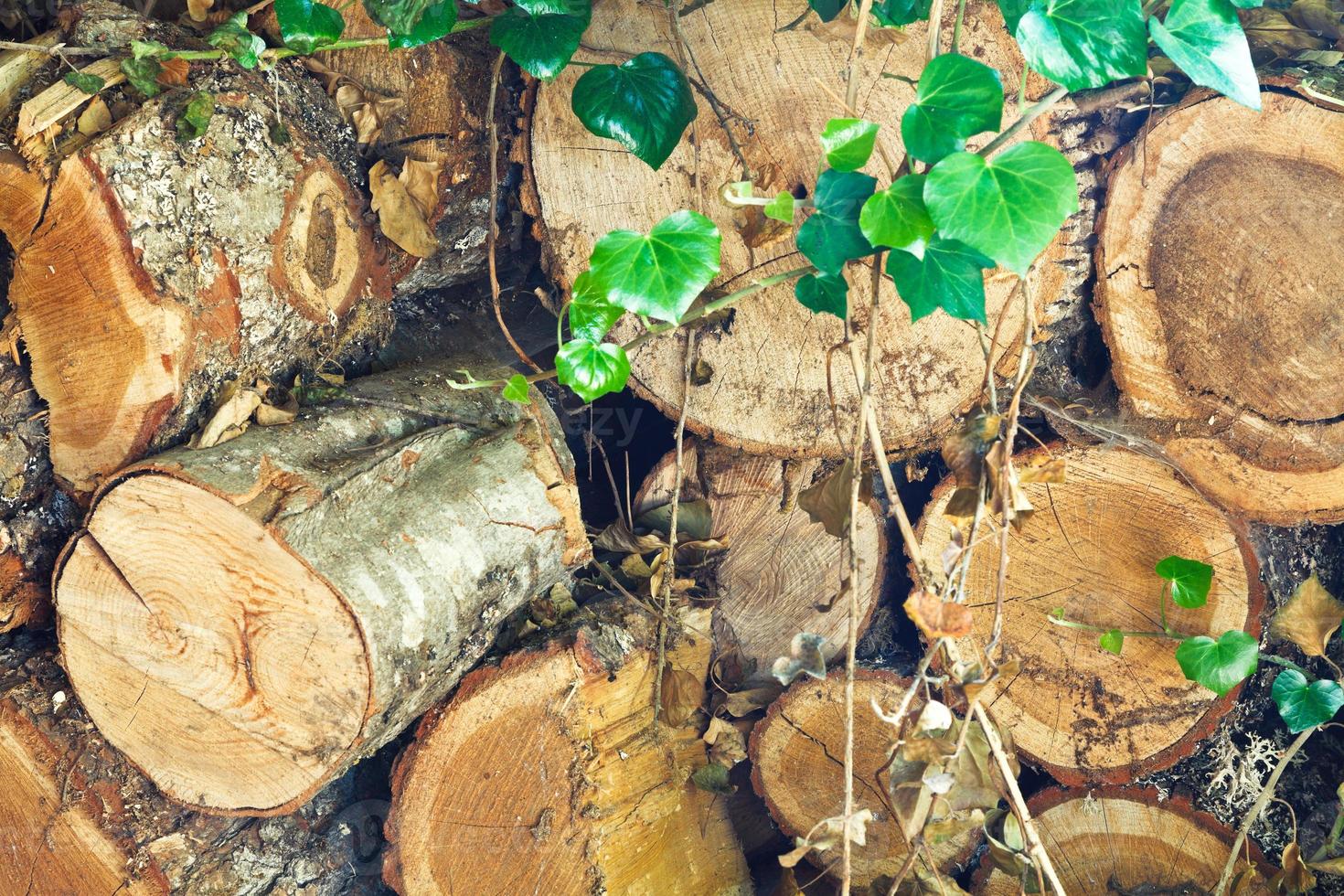 pile de vieux bois de chauffage photo