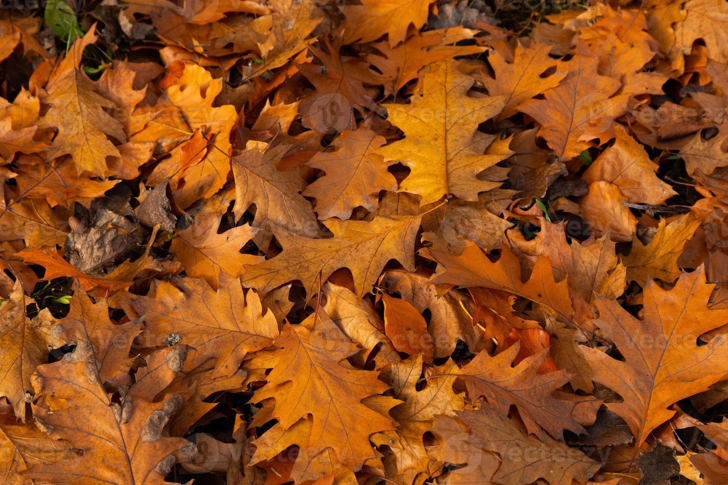 feuilles de chêne rouge du nord. tapis écologique d'automne. mise au point sélective. photo