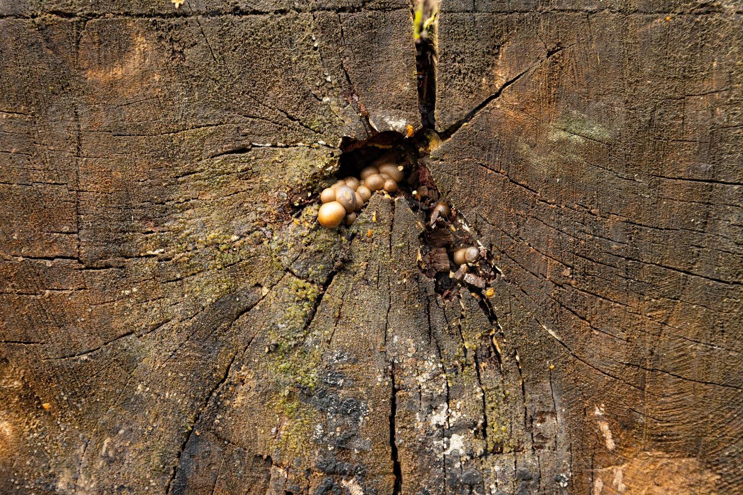 vieille planche de bois de chêne rugueux, naturel et texturé, gros plan. photo