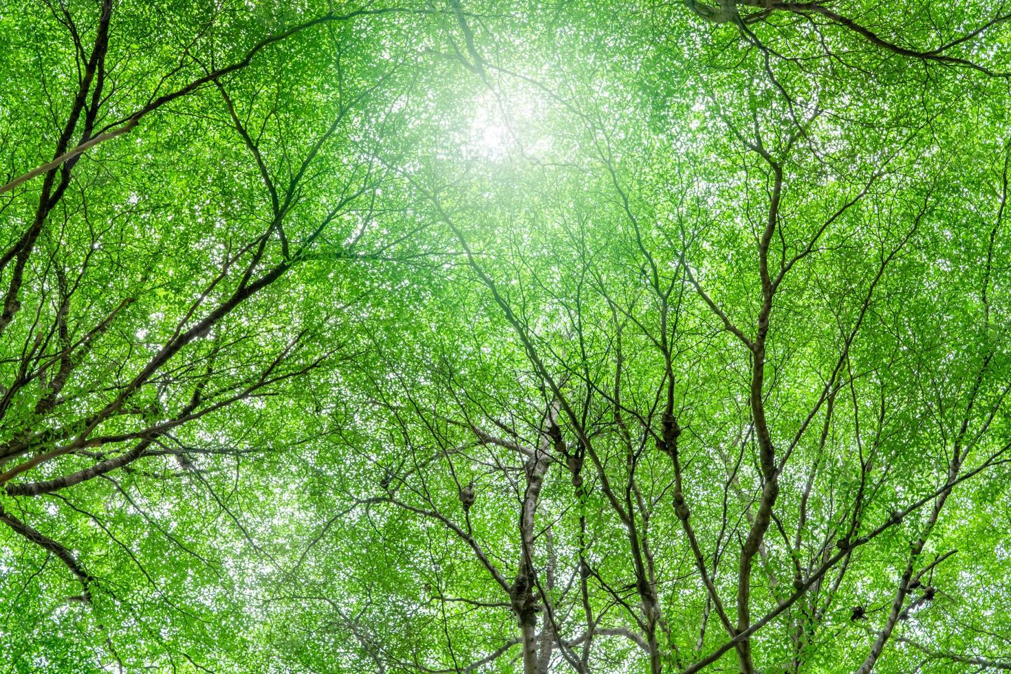 vue de dessous d'arbre avec des feuilles vertes et des branches dans la forêt tropicale. environnement frais dans le parc. l'arbre vert donne de l'oxygène dans le jardin d'été. protection de l'environnement. notion d'écologie. réduction de carbone photo