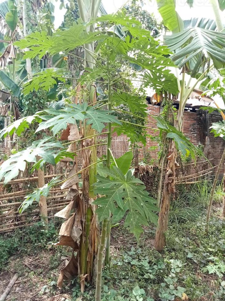 un bananier pousse à côté d'un papayer photo