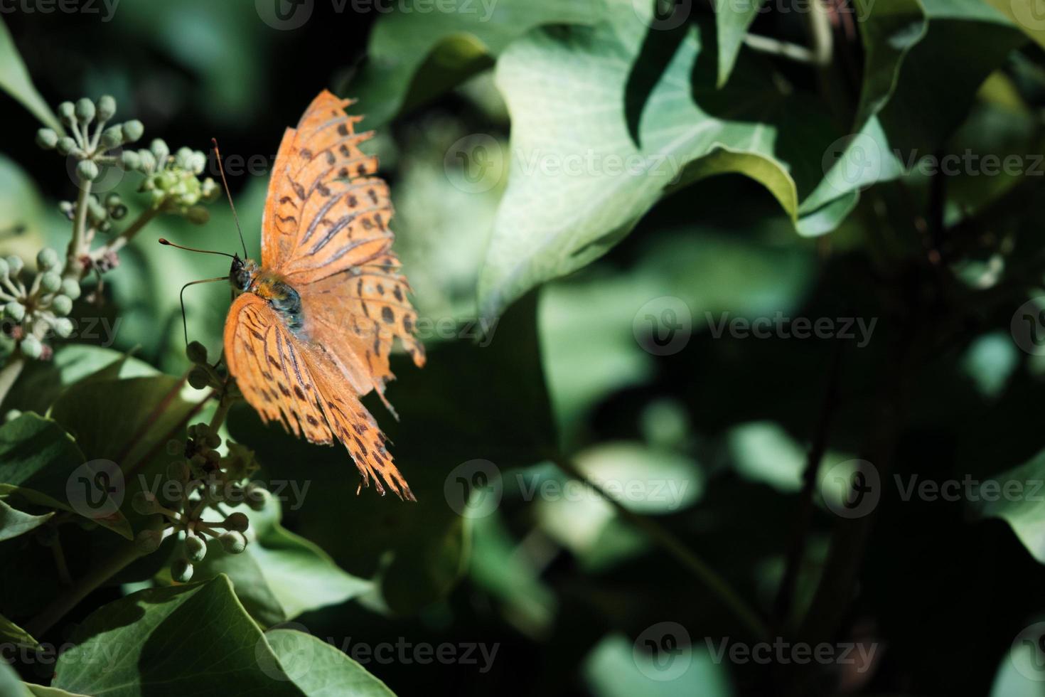 beau papillon orange sur une fleur ou une branche, flore d'été colorée à l'extérieur, jardin vert vif et ensoleillé, arrière-plan fleuri fleuri avec insectes. photo