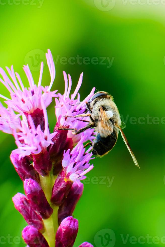 Abeille charpentière orientale sur une étoile flamboyante dense photo