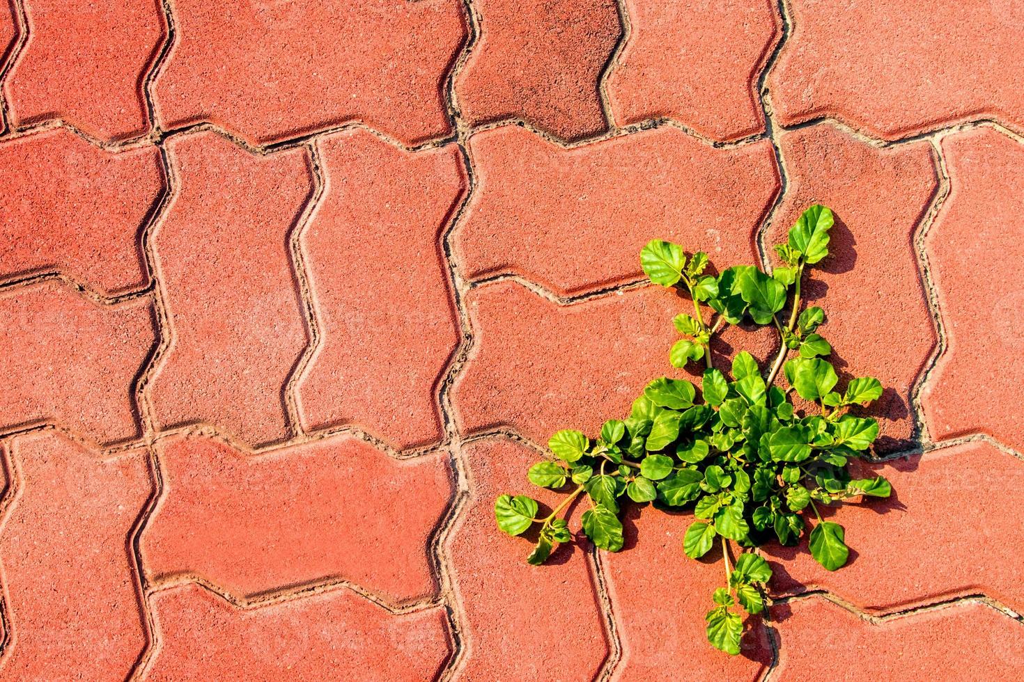 petite mauvaise herbe sur un sentier en blocs de béton rouge photo