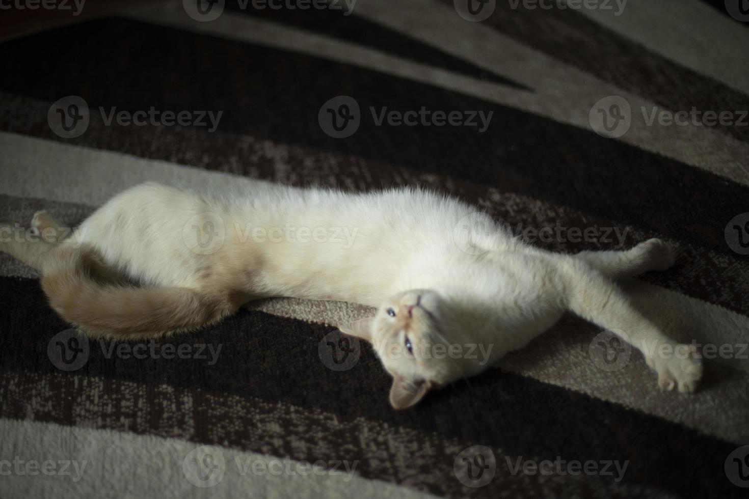 chat sur tapis. chat blanc à l'intérieur. animal de compagnie à la maison. photo