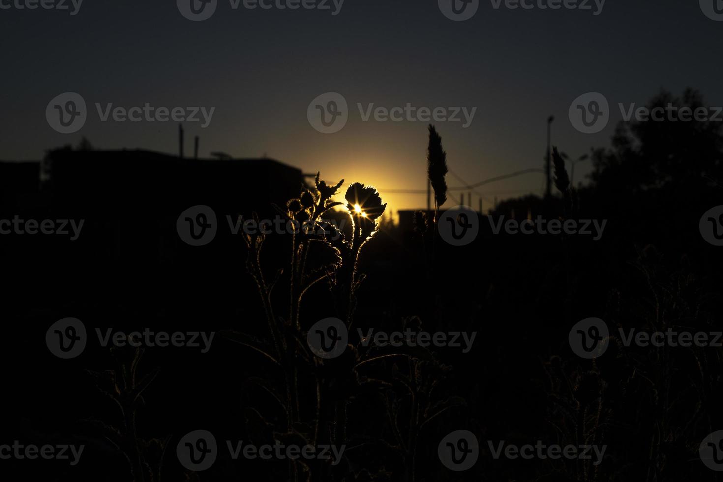 coucher de soleil dans les fourrés. soleil et silhouettes de plantes. détails de la nature en été. photo