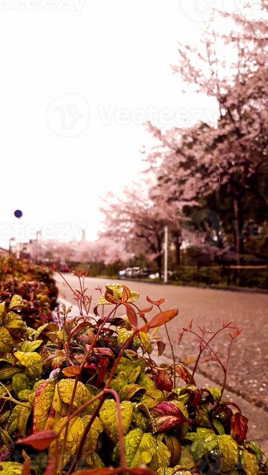 des cerisiers fleurissent dans un village de kyoto. photo