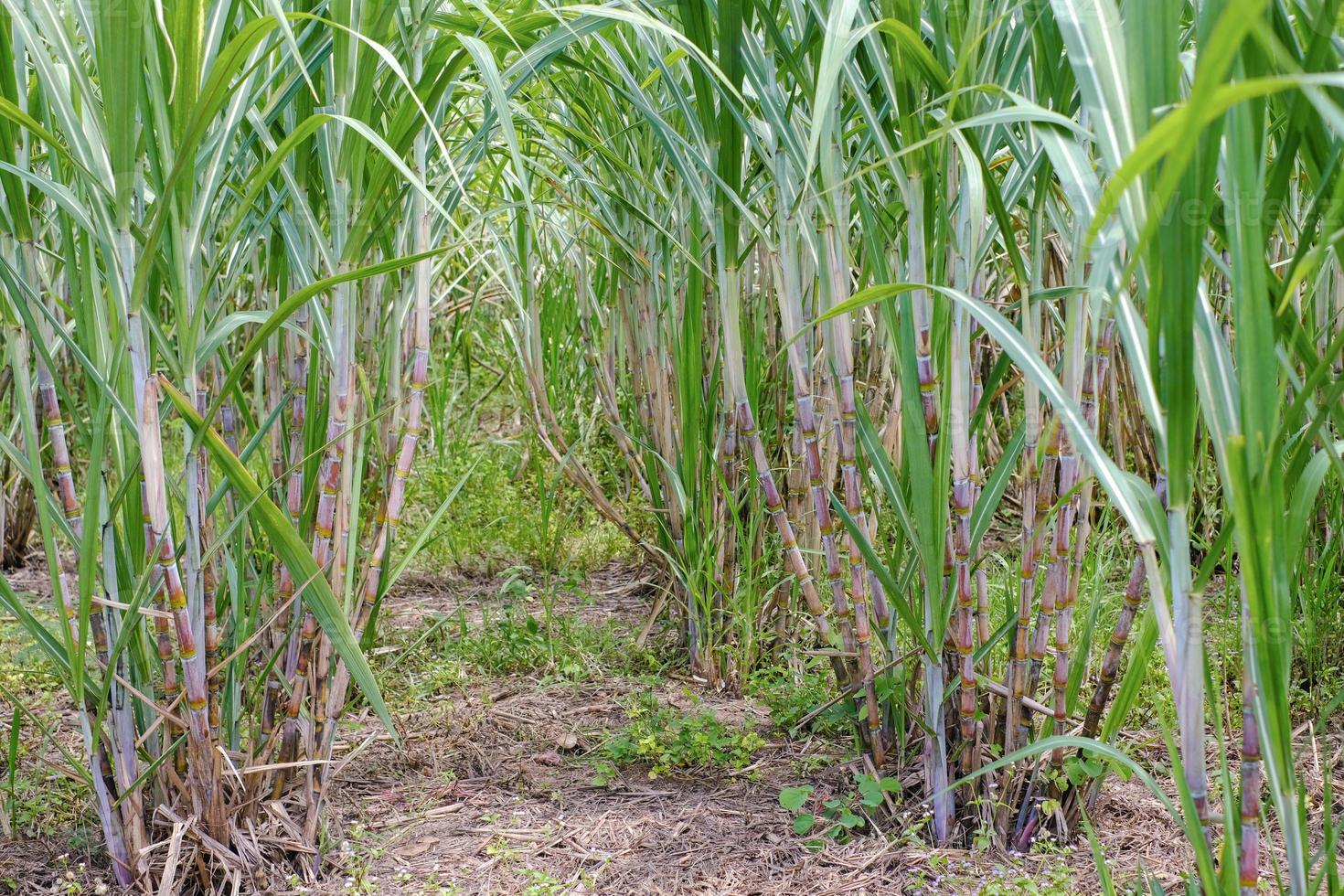 la canne à sucre, dans les champs de canne à sucre à la saison des pluies, a de la verdure et de la fraîcheur. montre la fertilité du sol photo