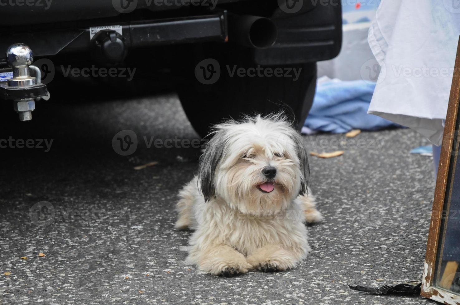 Chiot mignon shih tzu fixant au marché aux puces photo