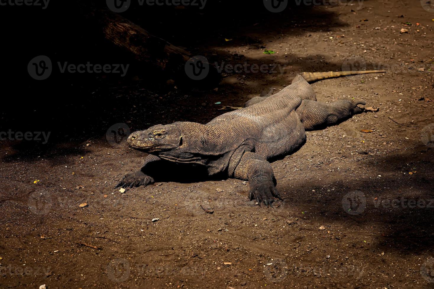 Dragon de Komodo. le plus grand lézard du monde. le dragon de komodo est un animal protégé par le gouvernement indonésien. photo