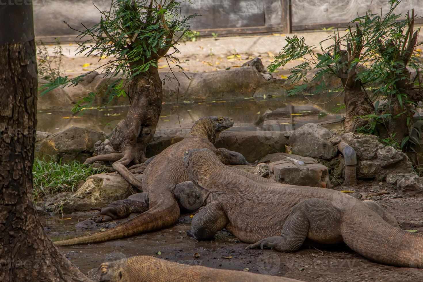 Dragon de Komodo. le plus grand lézard du monde. le dragon de komodo est un animal protégé par le gouvernement indonésien. photo