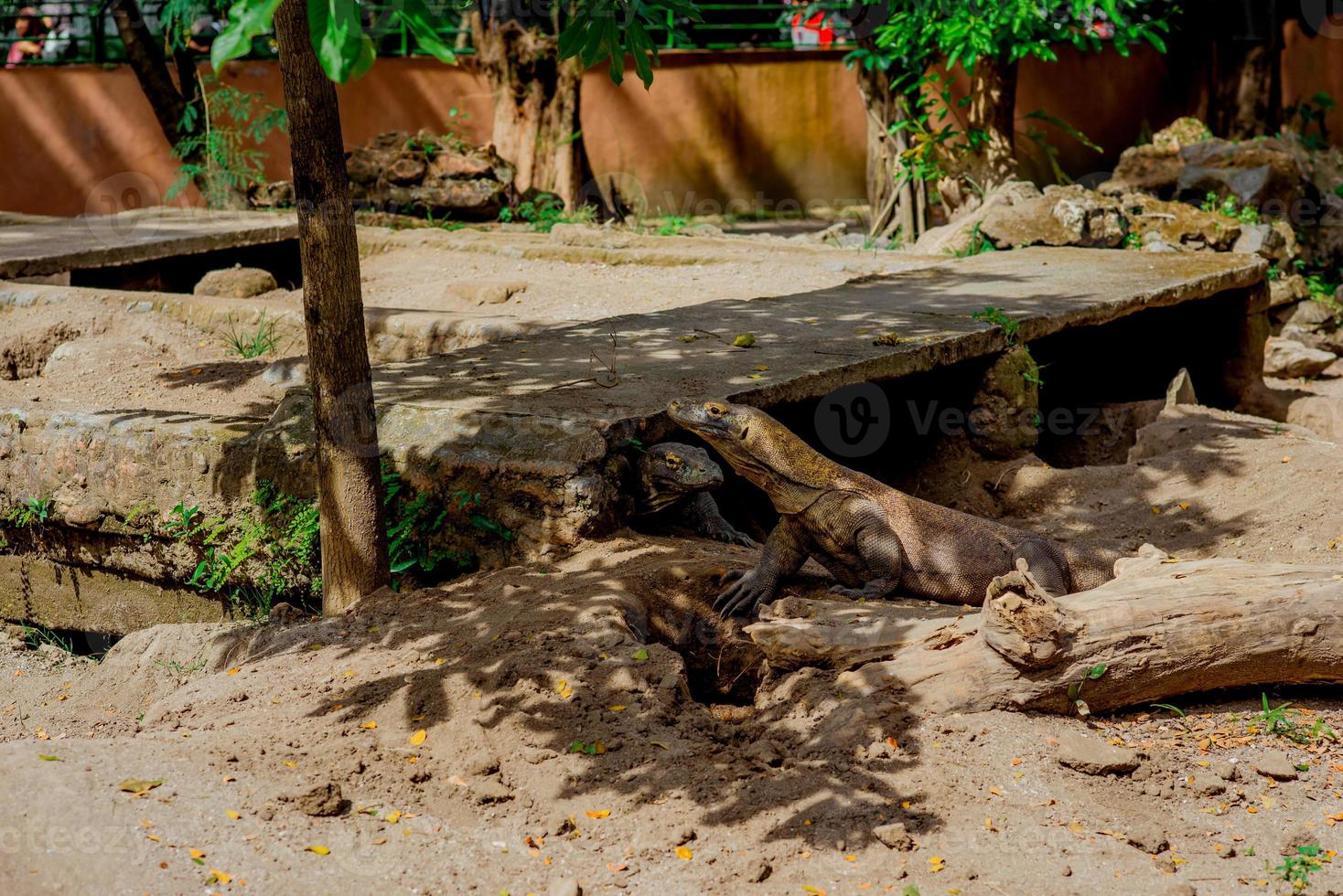 Dragon de Komodo. le plus grand lézard du monde. le dragon de komodo est un animal protégé par le gouvernement indonésien. photo