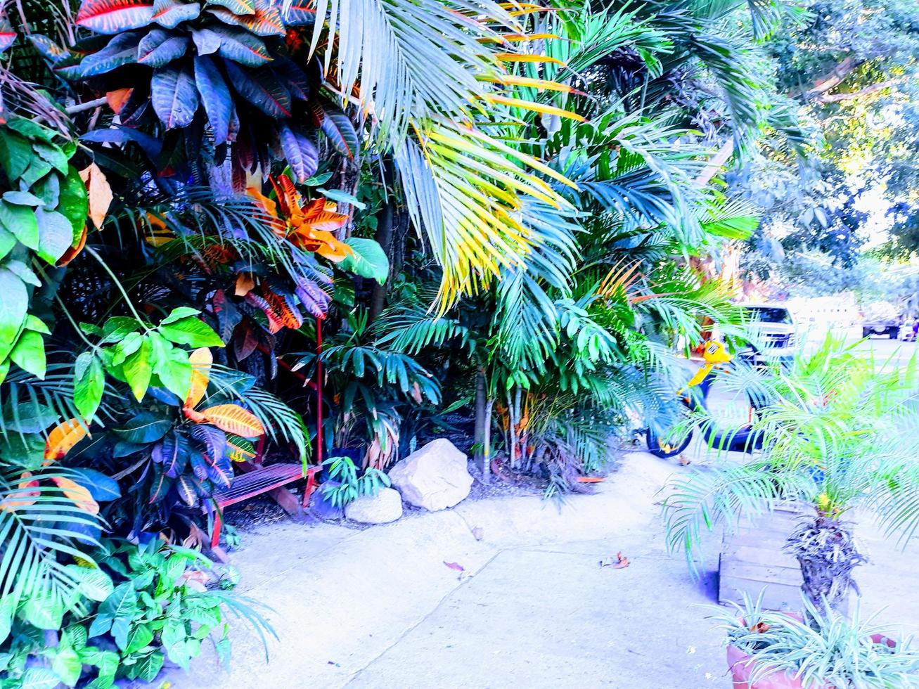 jardin tropical côté rue photo