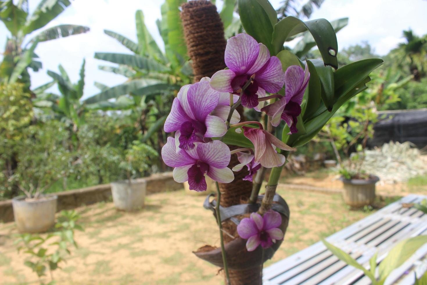 gros plan de la belle orchidée larat dendrobium dans le jardin. avec le nom latin dendrobium bigibbum ou dendrobium phalaenopsis. photo