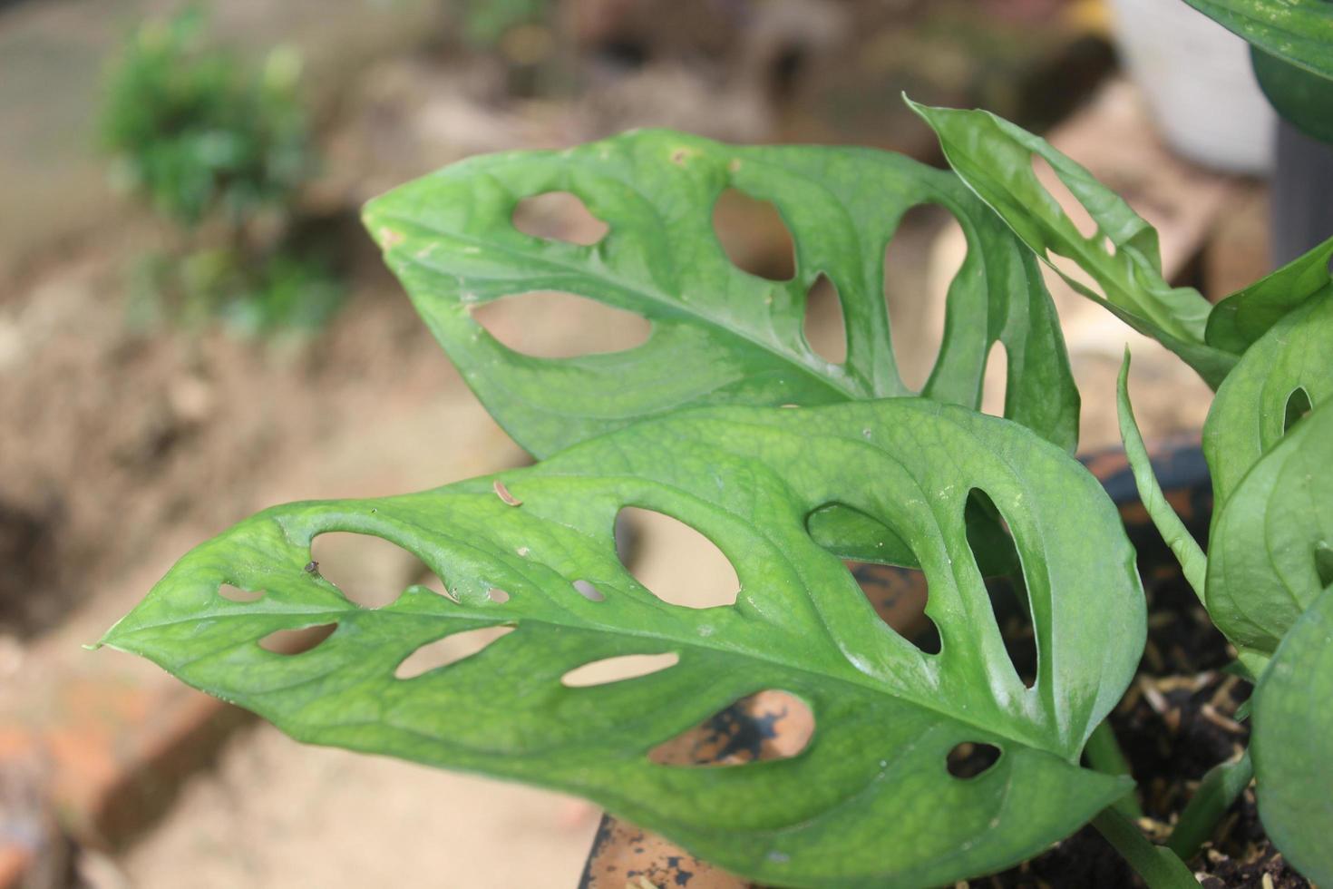 gros plan d'une belle plante perforée de veuve sur fond flou. utilisé pour les plantes ornementales d'intérieur et d'extérieur. photo