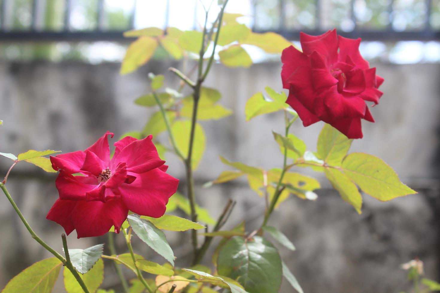 gros plan de belles roses rouges dans le jardin sur fond flou. le nom latin est rosa chinensis. photo