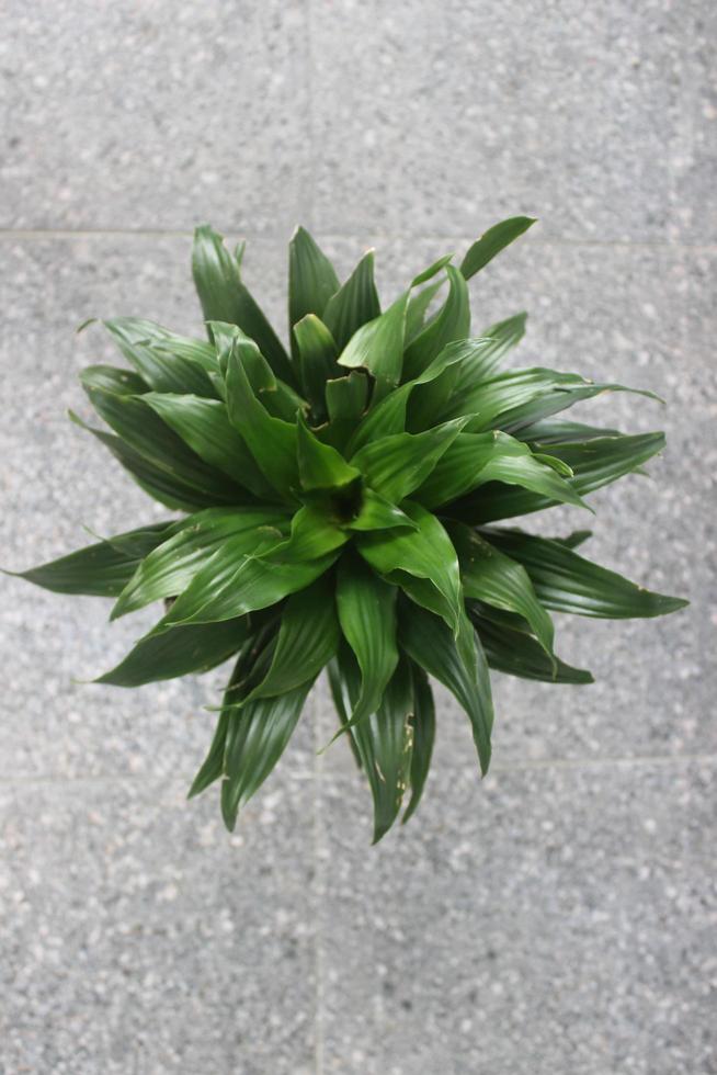 gros plan d'une belle plante dracaena fragrans dans un pot sur un arrière-plan flou. utilisé pour les plantes ornementales d'intérieur et d'extérieur. photo