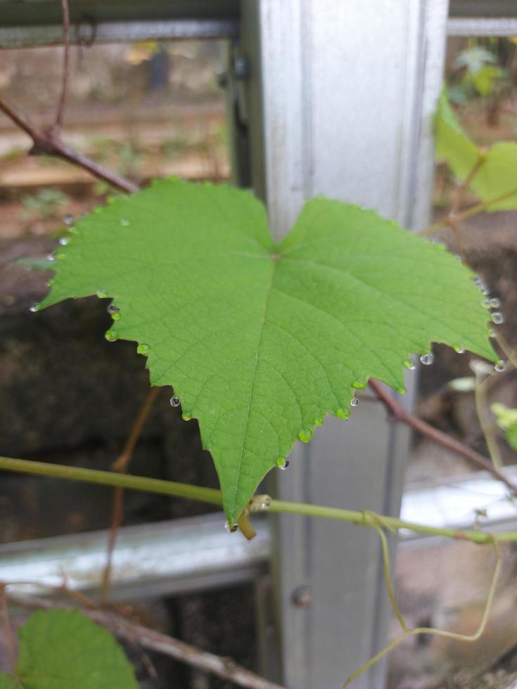 la beauté des feuilles de vigne avec des gouttelettes d'eau sur les bords. arrière-plan flou. photo