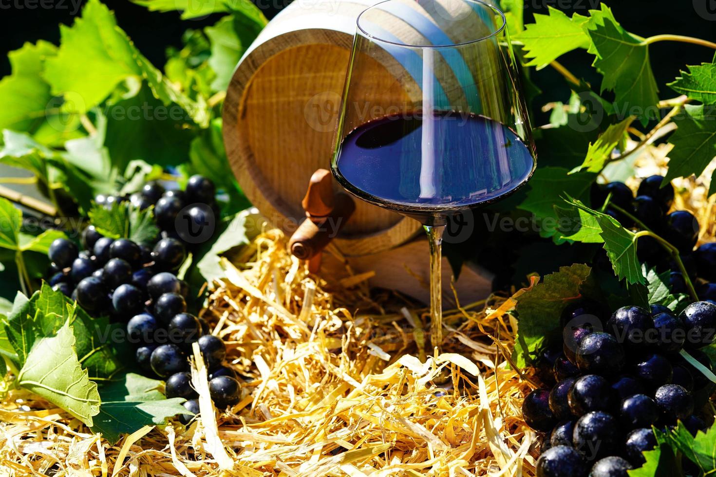 raisins de cuve raisins secs et feuilles de vigne dans le vieux pays à côté de hambourg photo