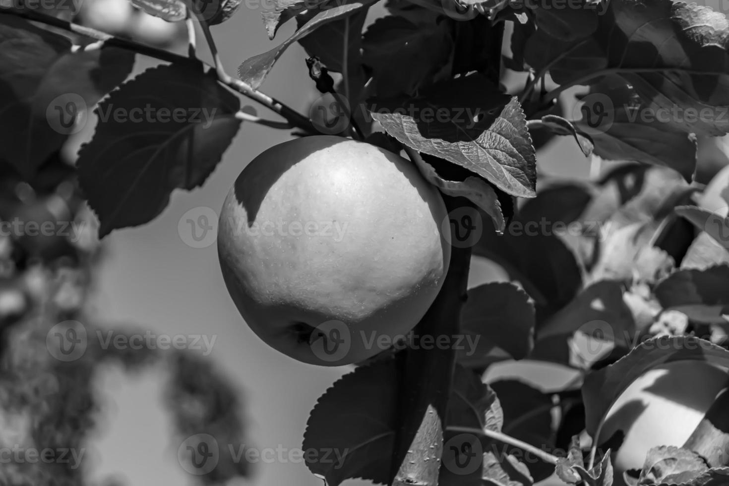 photographie sur le thème beau fruit branche pommier photo