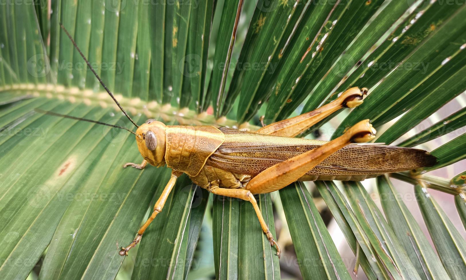 une sauterelle brune avec une combinaison jaune, qui est sur une feuille verte photo