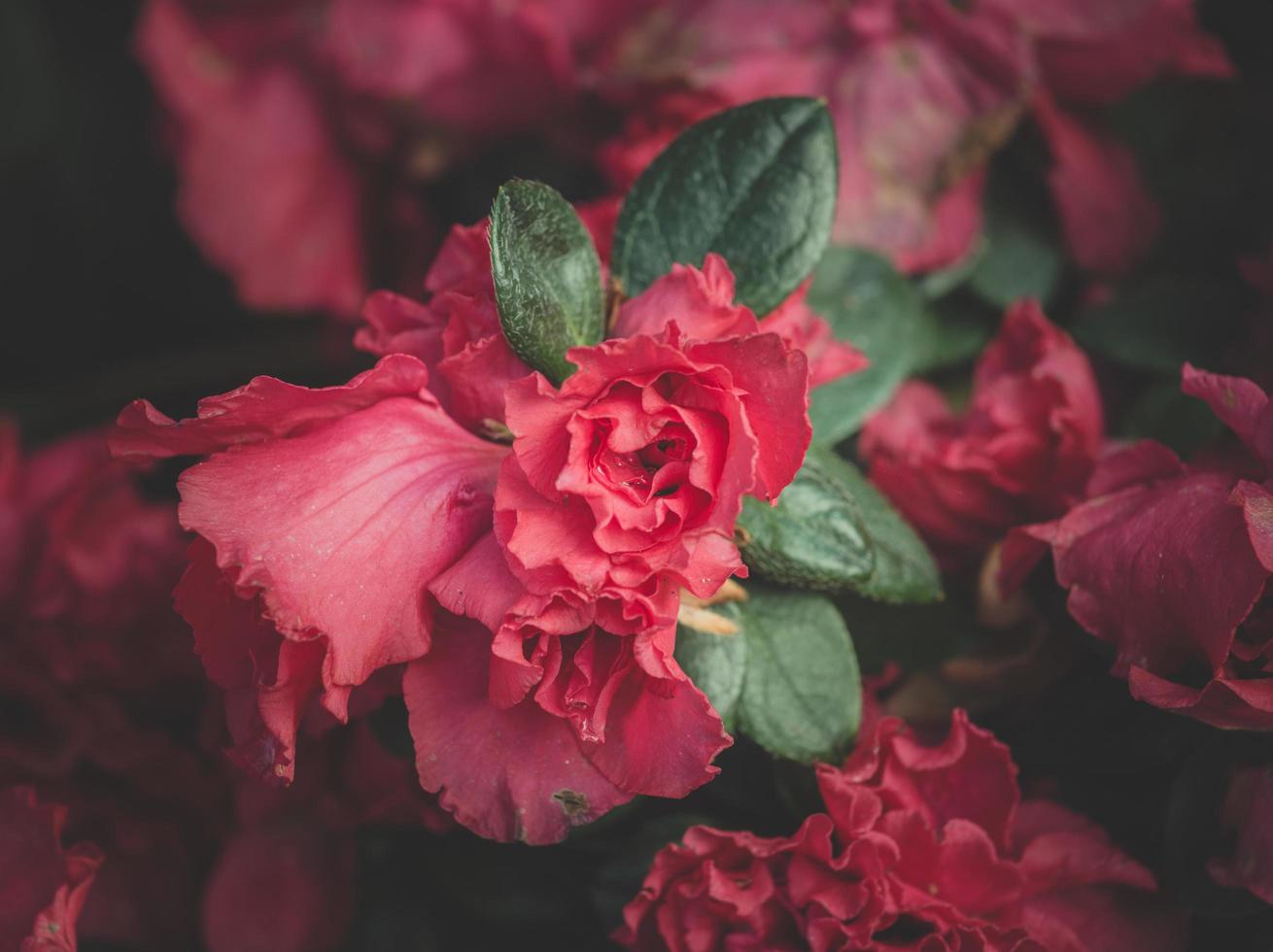 le gros plan de rose les célèbres fleurs emblématiques du festival de l'amour et de la saint-valentin. photo