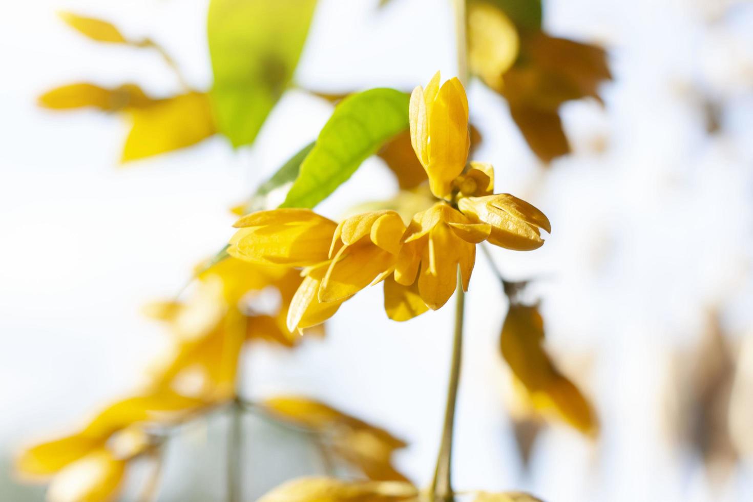 fleur de couronne dorée ou petreovitex bambusetorum fleurit sur l'arbre dans la chaleur du soleil. photo