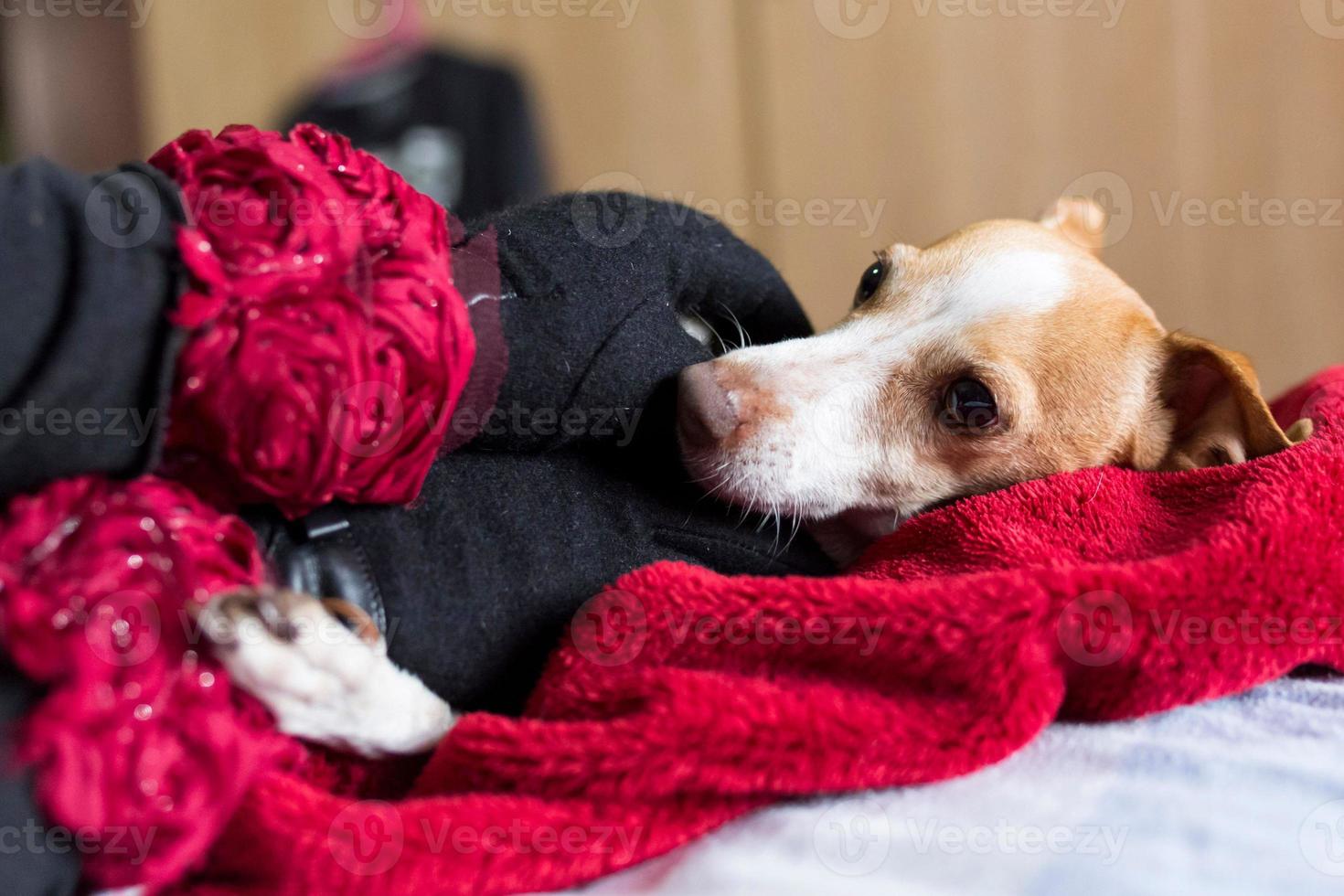 un gros plan de la main du propriétaire caressant le chien allongé sur une couverture rouge. photo