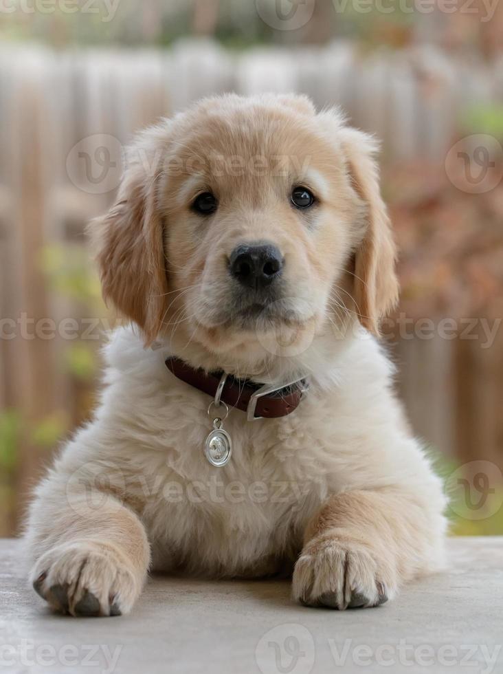 chiot golden retriever photo