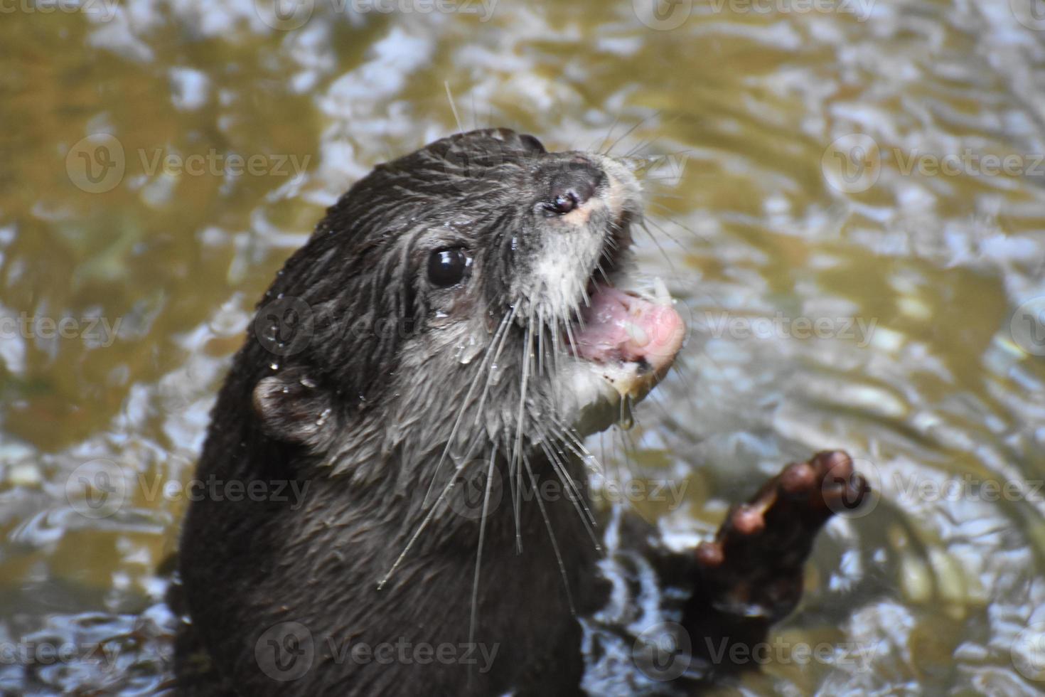 loutre de rivière criant et sortant de la rivière photo