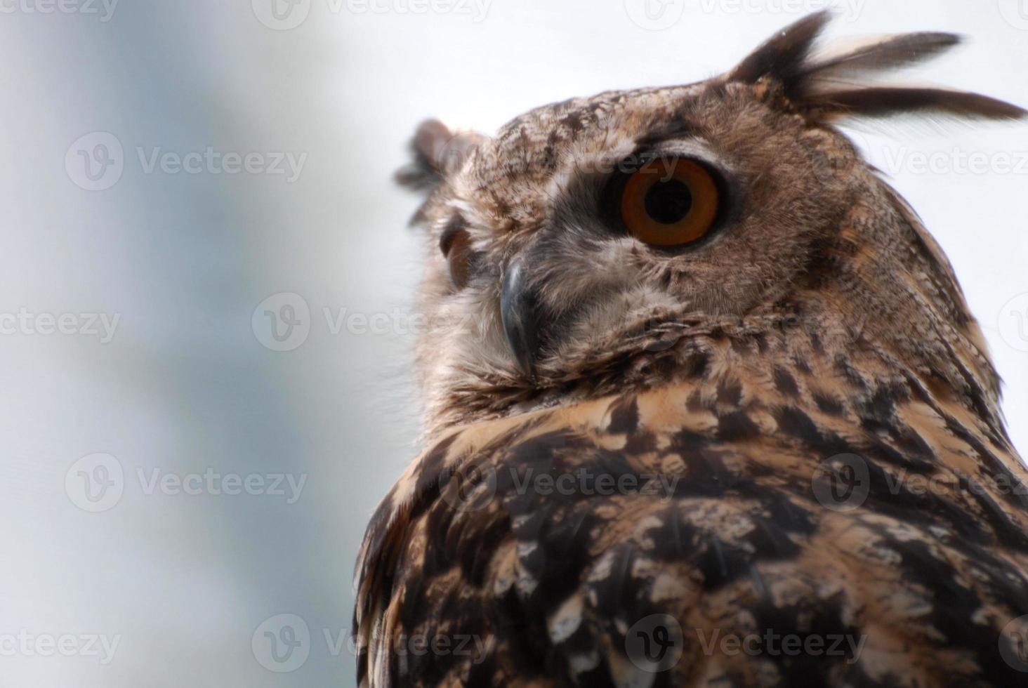 gros plan sur un hibou aux plumes tachetées photo