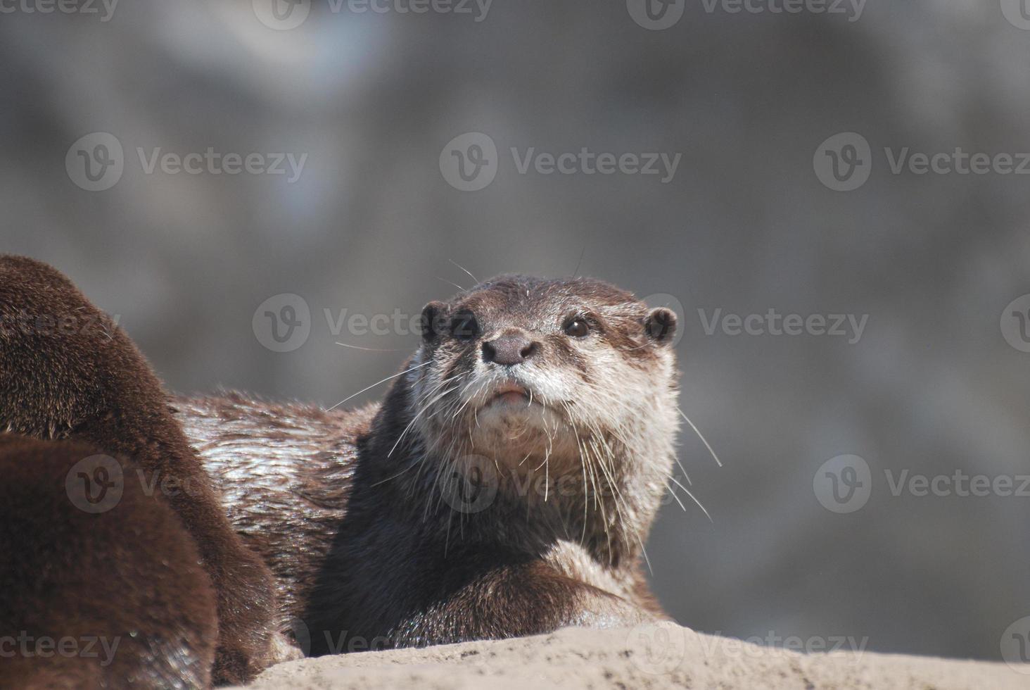 beau visage d'une loutre de rivière au sommet d'un rocher photo