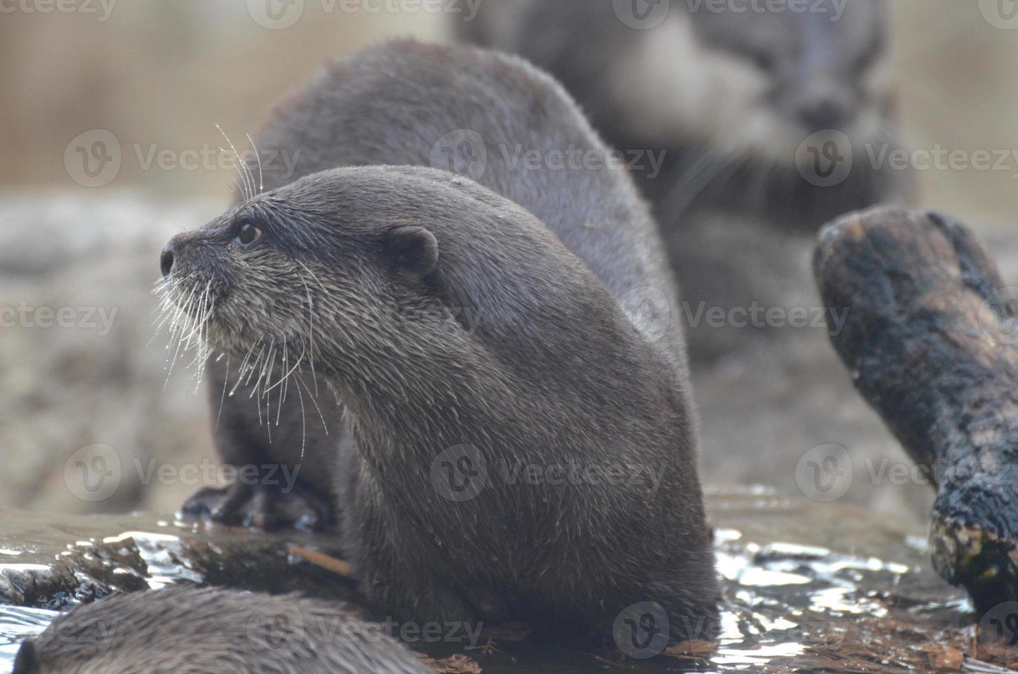 loutre de rivière sauvage entourée d'eau photo