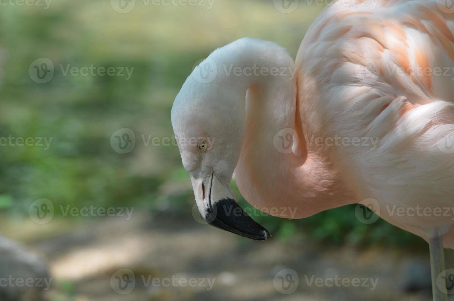 magnifique oiseau flamant chilien photo