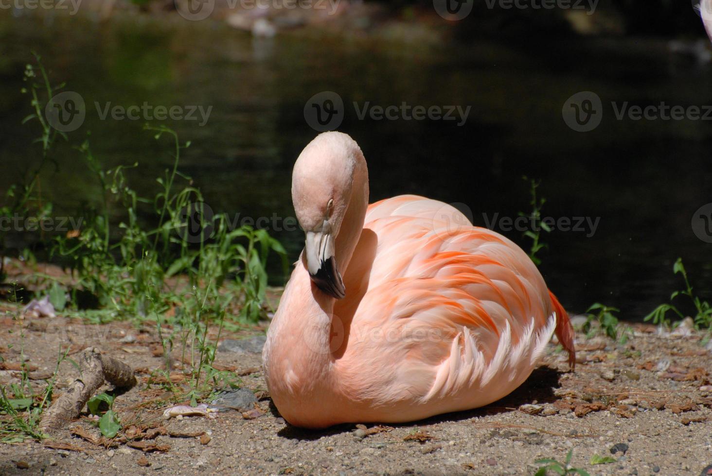 oiseau flamant chilien au repos photo