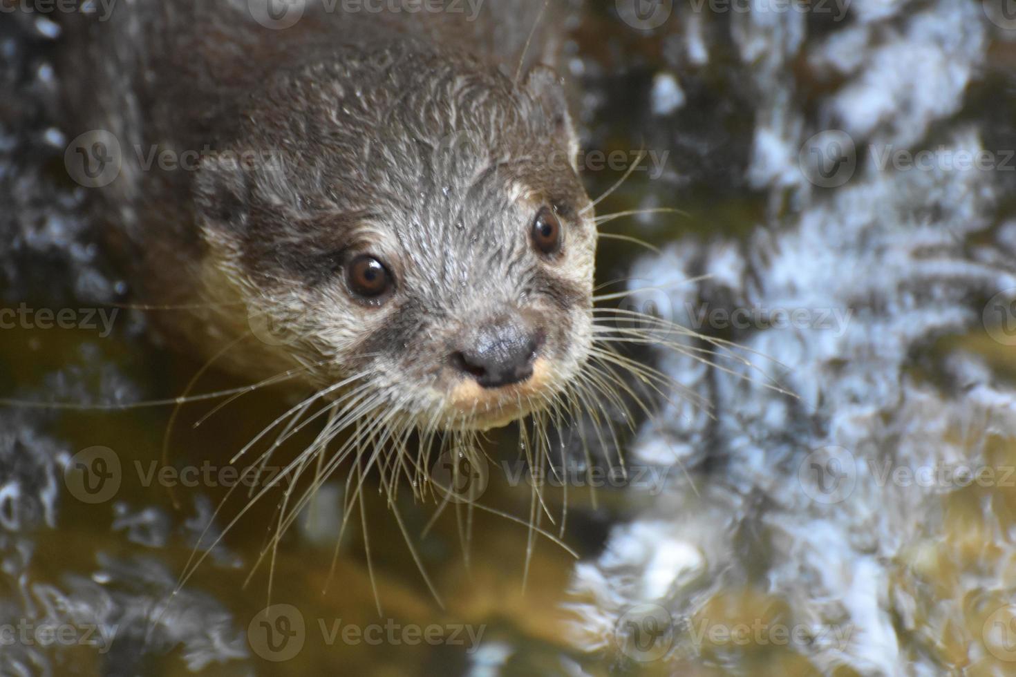 loutre de rivière culminant hors des eaux de la rivière photo