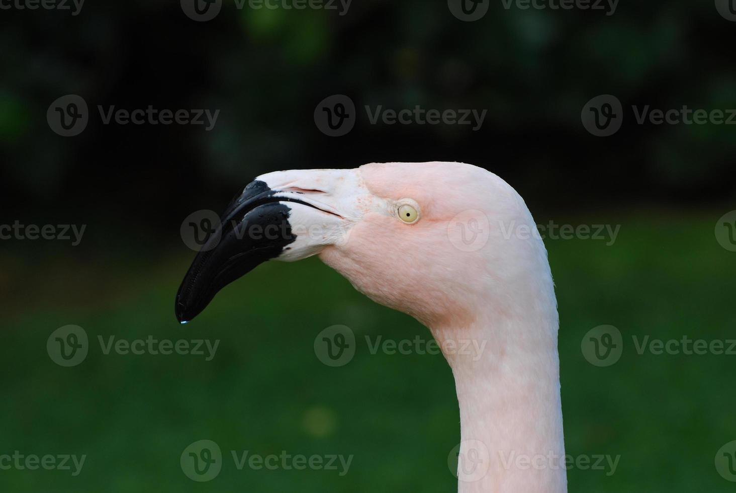 bec recourbé sur un oiseau flamant chilien photo