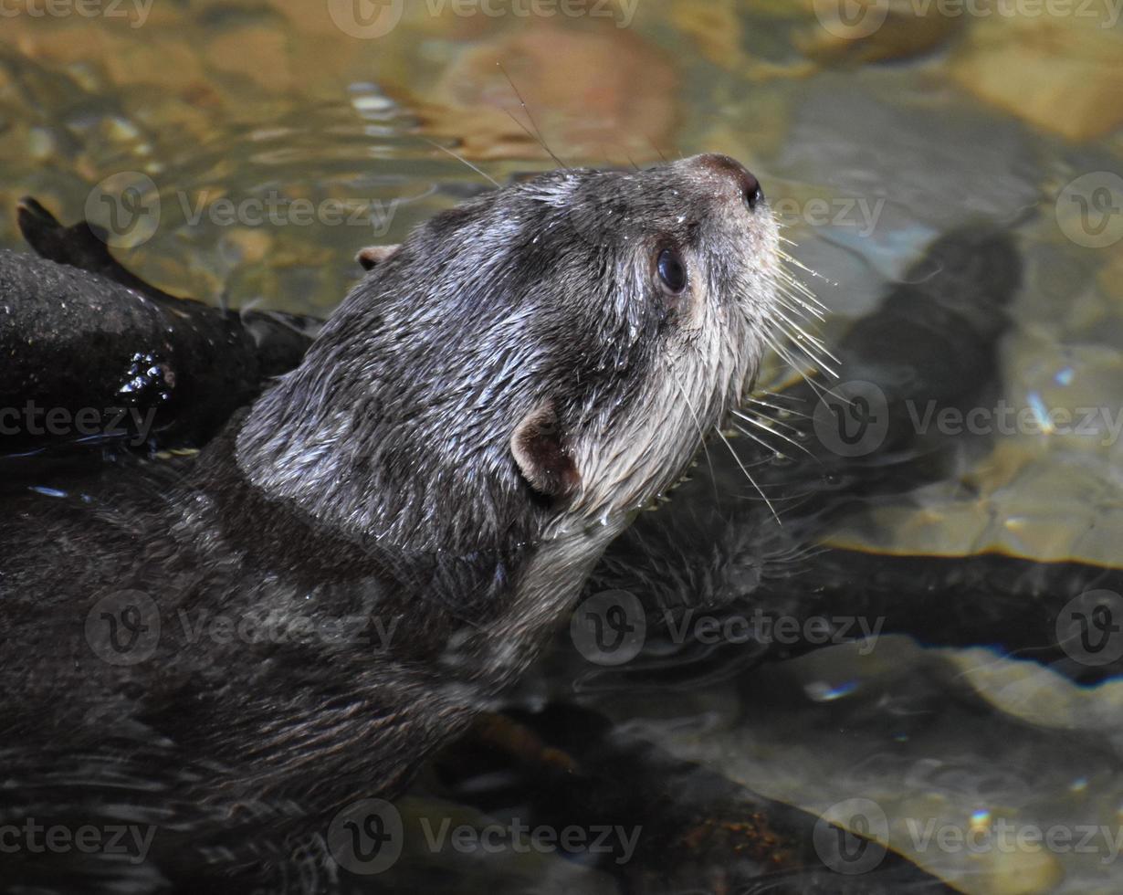 la loutre de rivière fait partie de la famille des mustélidés photo