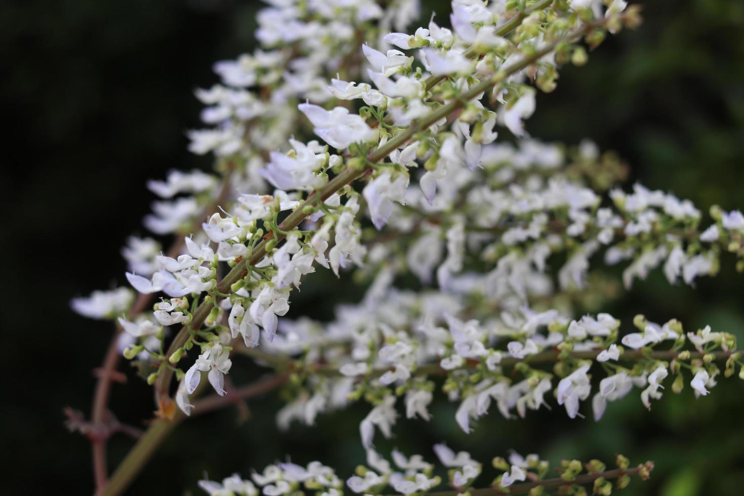 des fleurs blanches d'ortie peinte ou de coleus en fleurs fleurissent sur des branches et un fond noir. photo